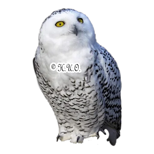 Eulen ?? - Sticker 10