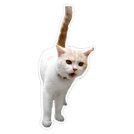sgn_meow - Sticker 9