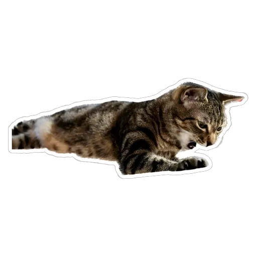 sgn_meow - Sticker 25