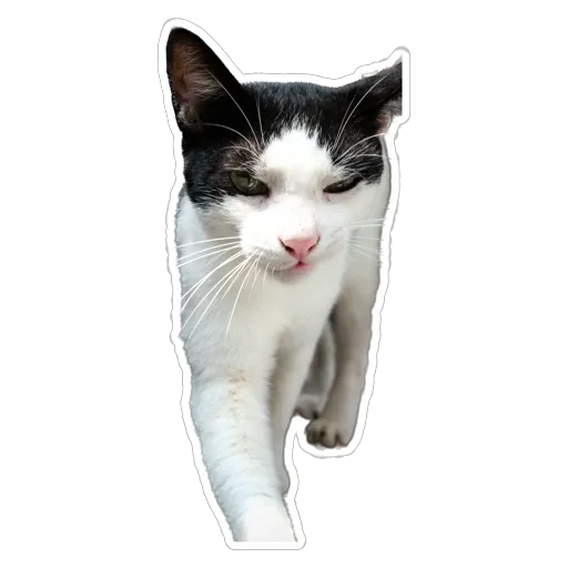 sgn_meow - Sticker 13