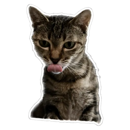sgn_meow - Sticker 10