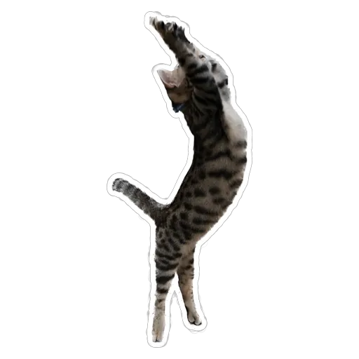 sgn_meow - Sticker 21