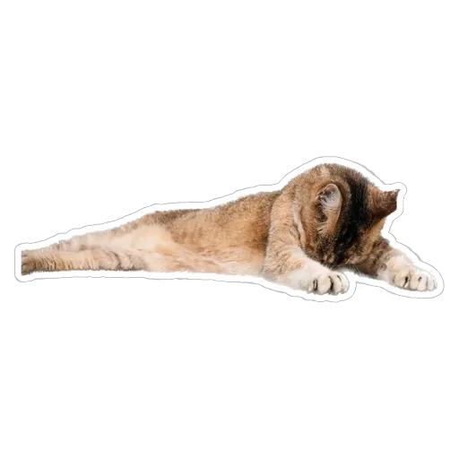 sgn_meow - Sticker 29
