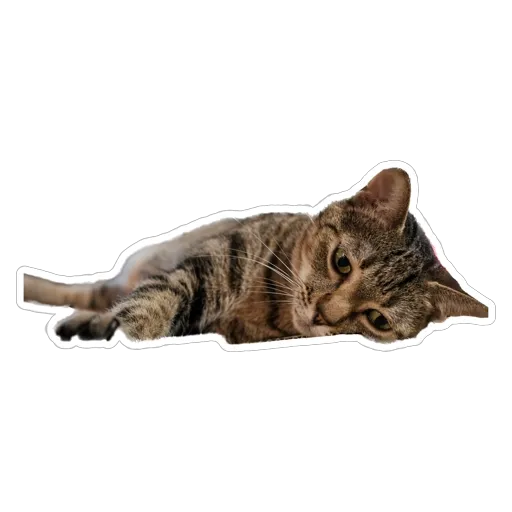 sgn_meow - Sticker 19