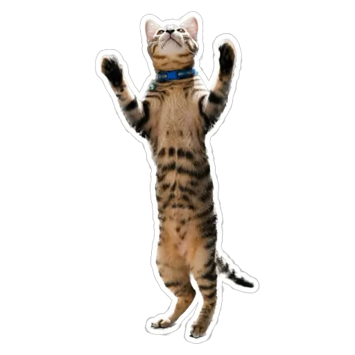 sgn_meow - Sticker 26
