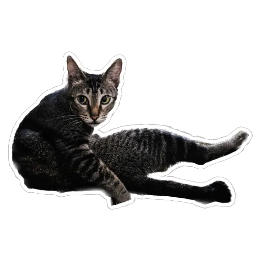 sgn_meow - Sticker 30
