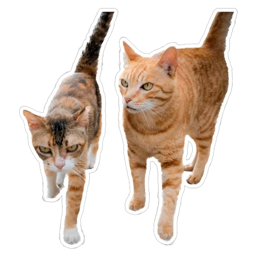 sgn_meow - Sticker 23