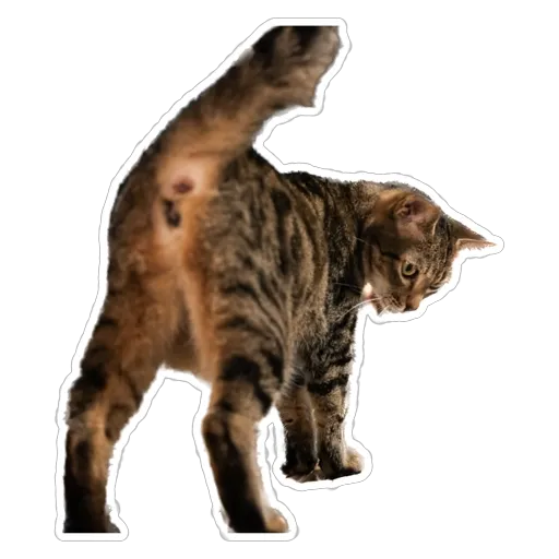 sgn_meow - Sticker 22