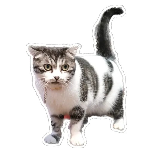 sgn_meow - Sticker 18