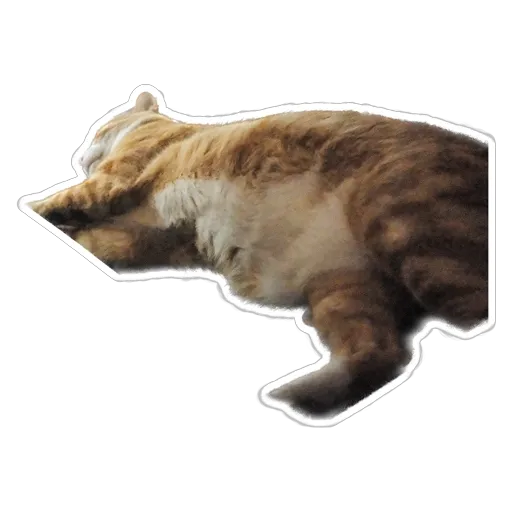 sgn_meow - Sticker 24