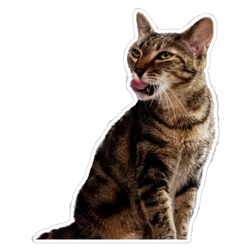 sgn_meow - Sticker 11