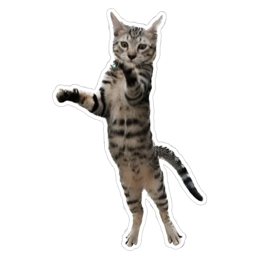 sgn_meow - Sticker 20