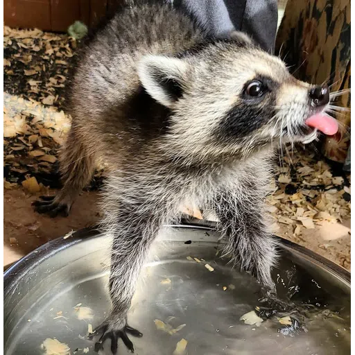 Raccoonz - Sticker 14