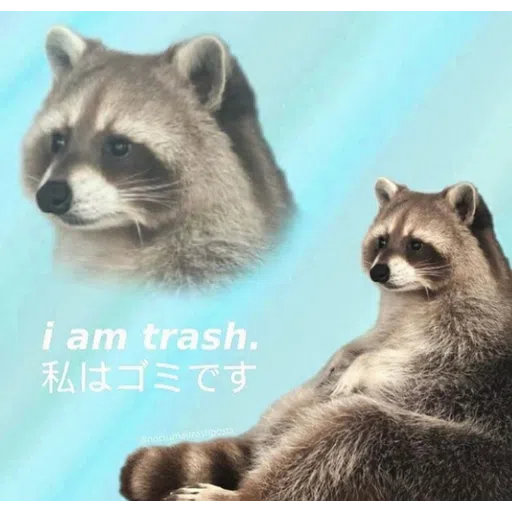Raccoonz - Sticker 11