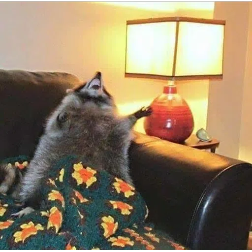 Raccoonz - Sticker 15