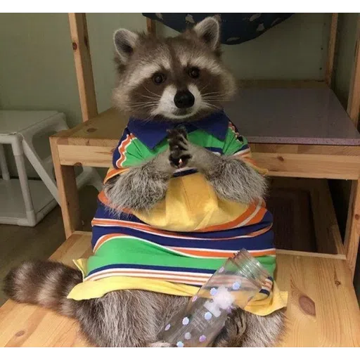 Raccoonz - Sticker 12