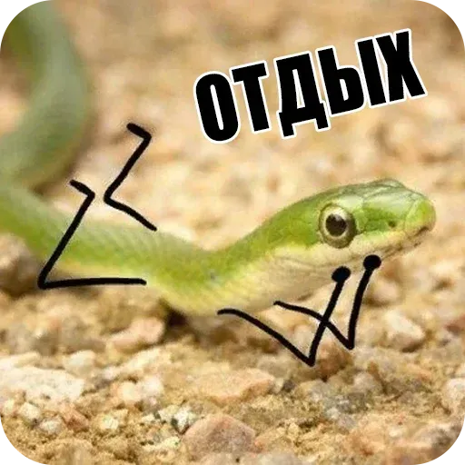 snake - Sticker 12