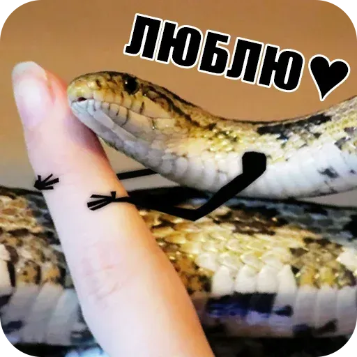 snake - Sticker 10