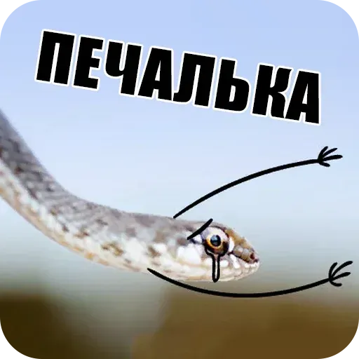 snake - Sticker 17