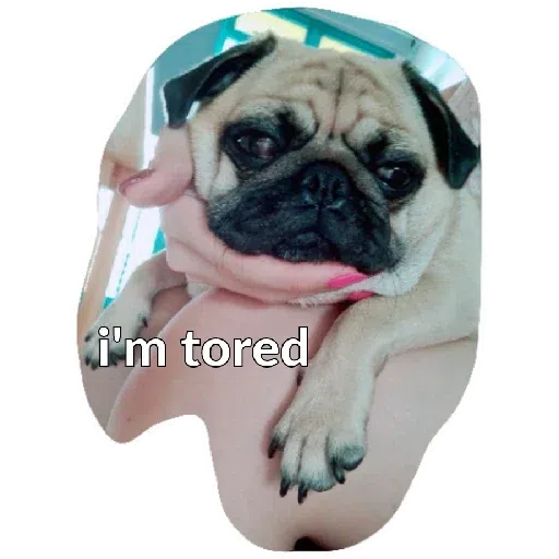 Chib - Sticker 10