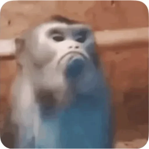 TikTok Animated Memes 9 - Sticker