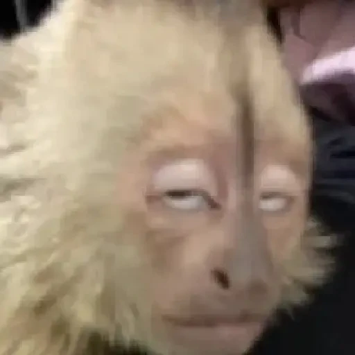 TikTok Animated Memes 9 - Sticker 21