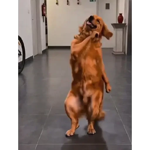 TikTok Animated Memes 9 - Sticker 24