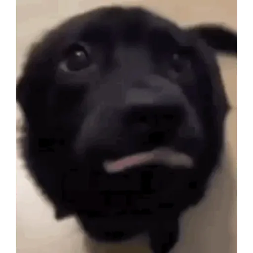 TikTok Animated Memes 9 - Sticker 14