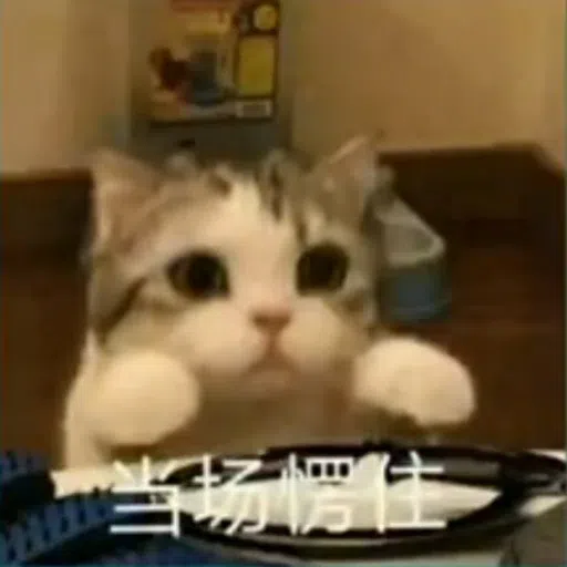 Cat - Sticker 13