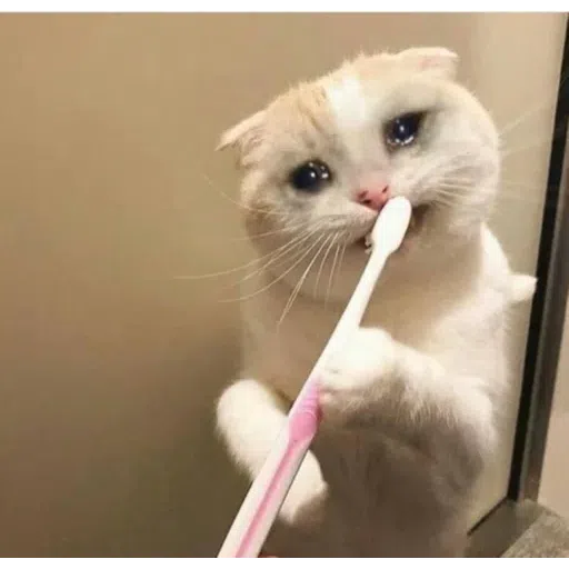 Cat1 - Sticker 29