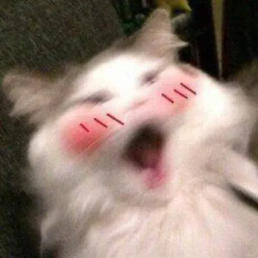 Cat1 - Sticker 22