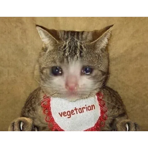 Cat1 - Sticker 16
