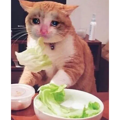 Cat1 - Sticker 18
