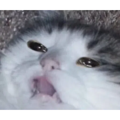 Cat1 - Sticker 30