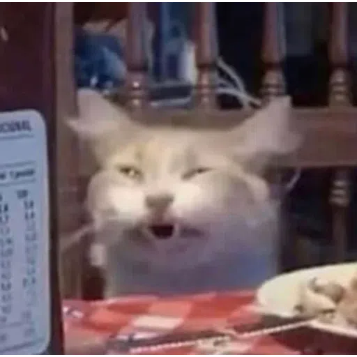 Cat1 - Sticker 14