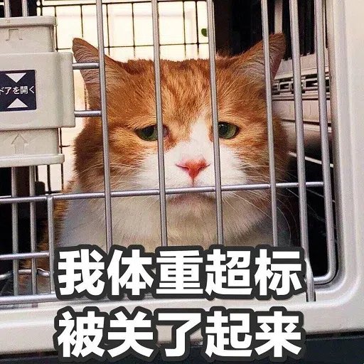 catttttt - Sticker 9