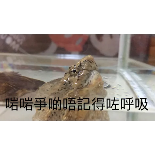 My frog and turtle - Sticker 13