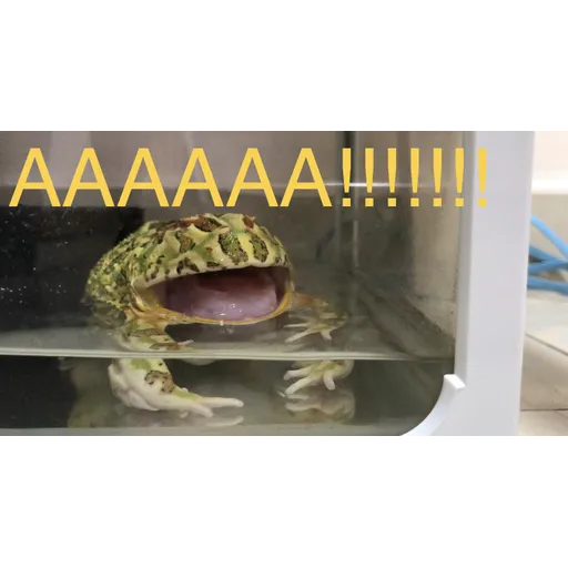 My frog and turtle - Sticker 18