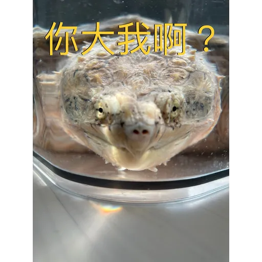 My frog and turtle - Sticker 17