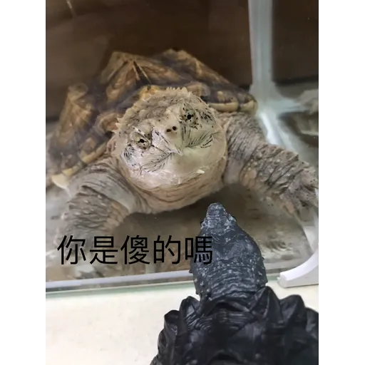 My frog and turtle - Sticker 11