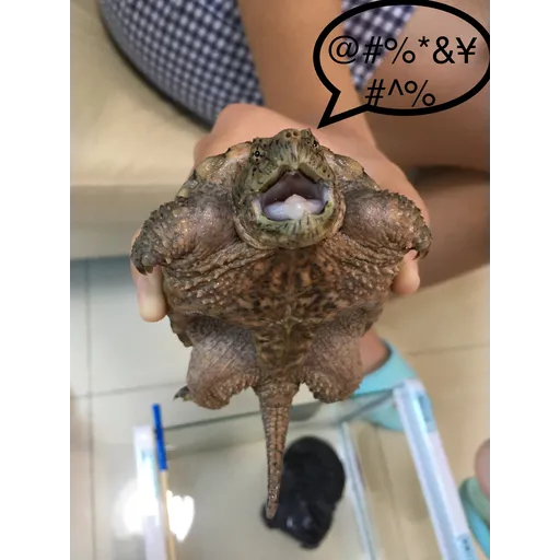 My frog and turtle - Sticker 14