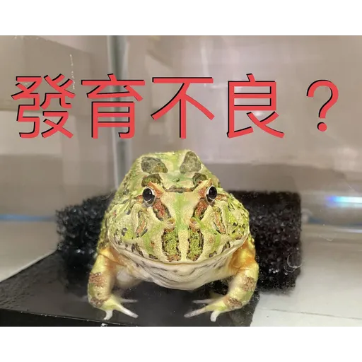 My frog and turtle - Sticker 16