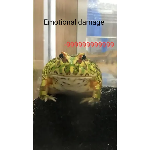 My frog and turtle - Sticker 15
