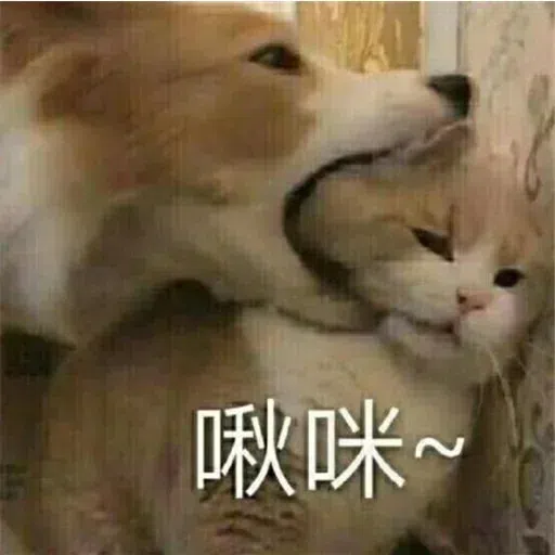 Cat memes - Sticker 14