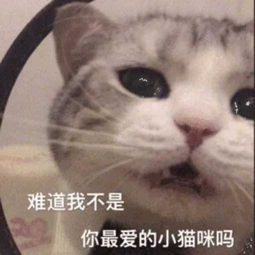 Cat memes - Sticker 29