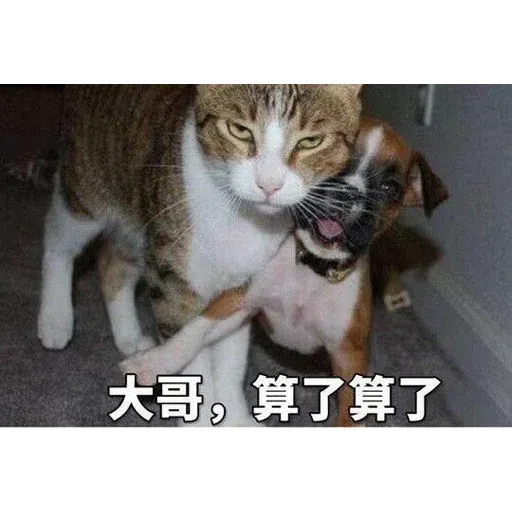 Cat memes - Sticker 19