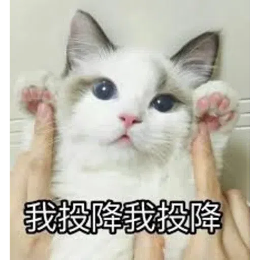 Cat memes - Sticker 27