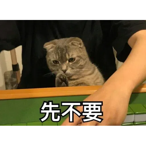 Cat memes - Sticker 28