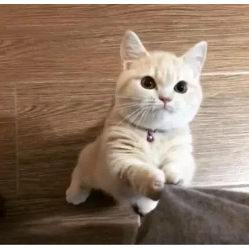 Cat memes - Sticker 20
