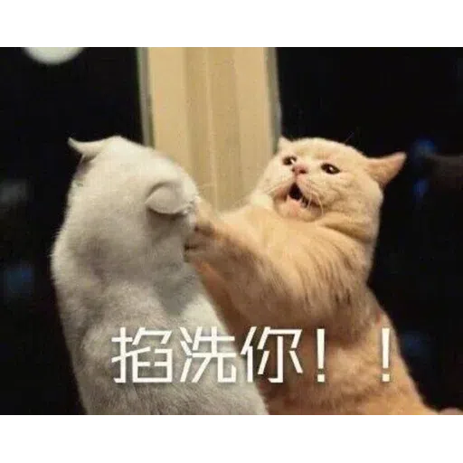 Cat memes - Sticker 26